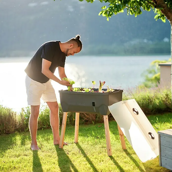 Gusta Garden Hochbeet Sammy Salad79 x 37,5 x 95 cm, Kunststoff, Anthrazit - Mann erntet Gemüse aus einem grauen, erhöhten SAMMY SALAD Pflanzkasten mit Holzbeinen im Garten.