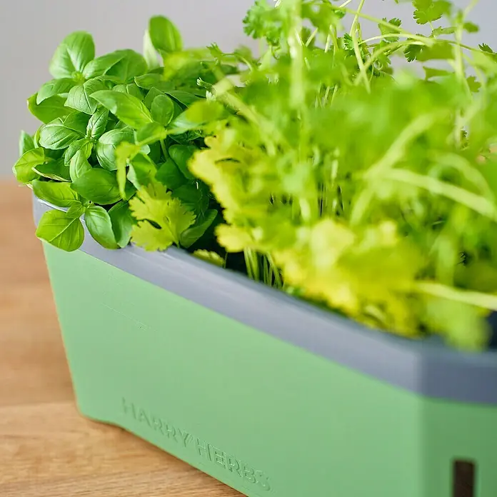 Gusta Garden Kräutertopf Harry Herbs - Kunststoff, Dunkelgrün - Kräutergarten mit Basilikum und Koriander in einem grünen "Harry Herbs" Pflanzgefäß auf einem Holztisch.
