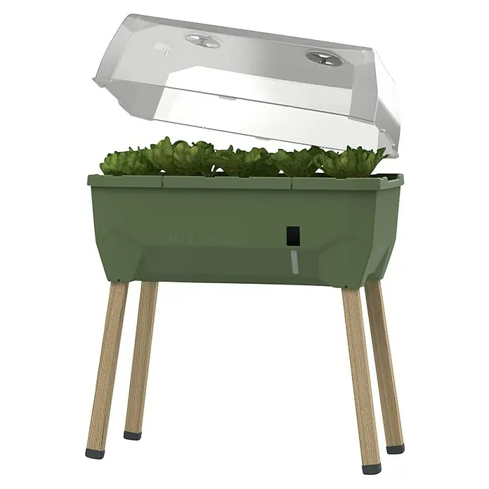 Gusta Garden Hochbeet Sammy Salad - 79 x 37,5 x 95 cm, Kunststoff, Dunkelgrün - Bild eines erhöhten SAMMI SALAD-Gartenbeets mit einer transparenten Abdeckung, die grüne Pflanzen zeigt, die auf Holzbeinen stehen.