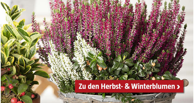 Zu den Herbst- und Winterblumen