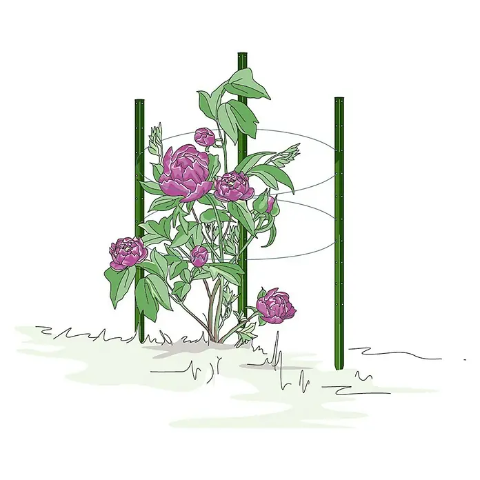 Bellissa Pflanzstab Timo - Länge: 100 cm - Eine Illustration eines rosa Pfingstrosenstrauchs, der von einem grünen Pfahl mit zwei Stützringen umgeben ist.