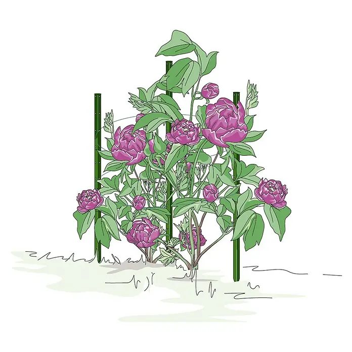 Bellissa Pflanzstab Timo - Länge: 100 cm - Illustration einer üppigen Pfingstrose, die mit einer robusten, grünen Pflanzenstütze gestützt wird, ideal für Gartenenthusiasten.