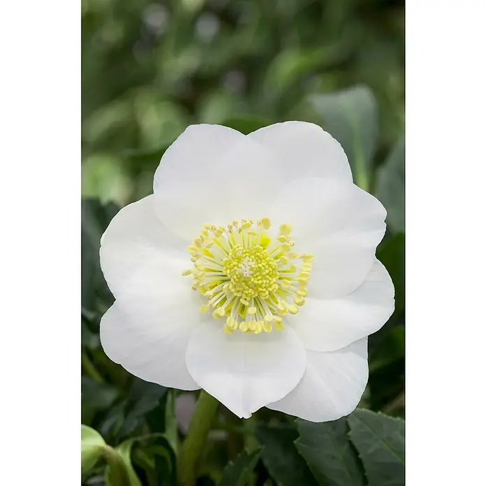 Piardino Christrose - Helleborus niger 'Winter Sun', Topfgröße: 19 cm, Weiß - Nahaufnahme einer weißen Christrose mit gelber Mitte, die ihre zarte Schönheit und Eleganz im Detail zeigt.