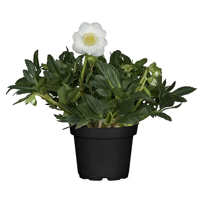 Piardino Christrose - Helleborus niger 'Winter Sun', Topfgröße: 19 cm, Weiß - Ein weißer Helleborus Niger in einem schwarzen Topf, der seine Blütenpracht zeigt. Perfekt für die Winterdekoration im Haus.