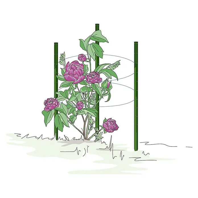 Bellissa Pflanzstab Timo - Länge: 150 cm - Eine Illustration einer Pfingstrose, die von einem Stützsystem mit grünen Pfosten und Drahtringen gehalten wird, auf einem grünen Rasen.