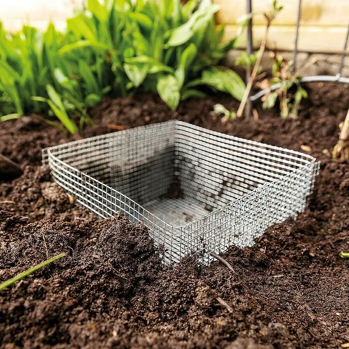 Bellissa Blumenzwiebel-Pflanzschale - 5 Stk., 20 x 20 x 11 cm - Nahaufnahme eines Drahtgeflechtschutzes im Gartenbeet, ideal zum Schutz junger Pflanzen vor Schädlingen.