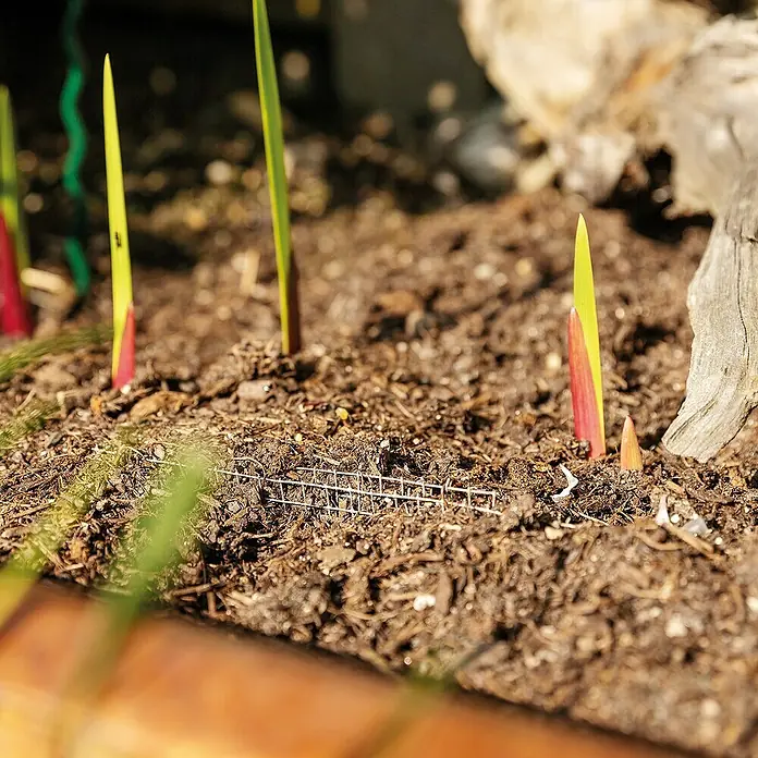 Bellissa Blumenzwiebel-Pflanzschale - 5 Stk., 15 x 15 x 11 cm - Nahaufnahme von jungen Gladiolenpflanzen, die aus der Erde sprießen, mit schützendem Drahtgeflecht und organischem Mulch.