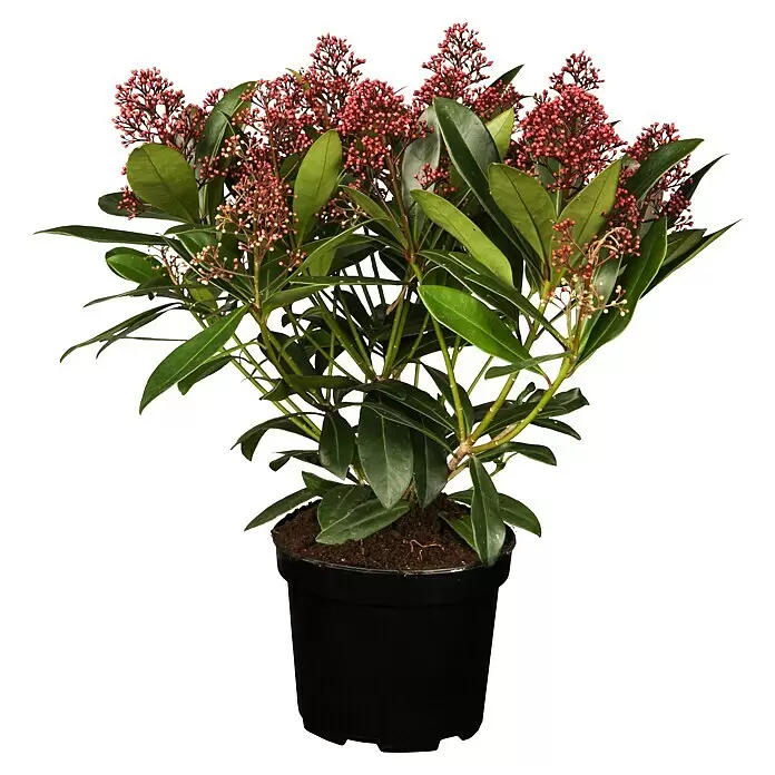 Piardino Chinesische Skimmie XXL - Skimmia japonica 'Rubella', Topfgröße: 23 cm - Topfpflanze mit dunkelgrünen Blättern und zahlreichen Büscheln kleiner roter Beeren/Knospen in einem schwarzen Topf.