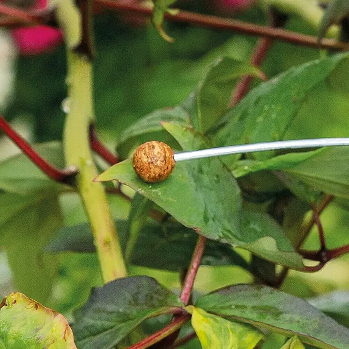 Bellissa Pflanzenstütze - 200 cm, Passend für: Bellissa Pflanzstäbe Timo & Premium - Nahaufnahme eines gallenartigen Gebildes auf einem grünen Blatt, möglicherweise durch Insekten verursacht, auf einem unscharfen Hintergrund.