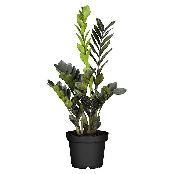 Piardino Glücksfeder 'Black Raven' - Zamioculcas zamiifolia, Topfgröße: 14 cm - Zimmerpflanze in einem schwarzen Topf, die eine beruhigende und stilvolle Atmosphäre in jeden Raum bringt.