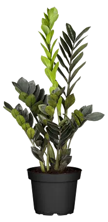 Piardino Glcksfeder 'Black Raven'