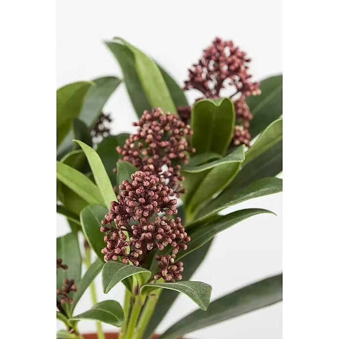 Piardino Chinesische Skimmie XXL - Skimmia japonica 'Rubella', Topfgröße: 23 cm - Grüne Pflanze mit mehreren Büscheln kleiner, rotbrauner Blütenknospen.