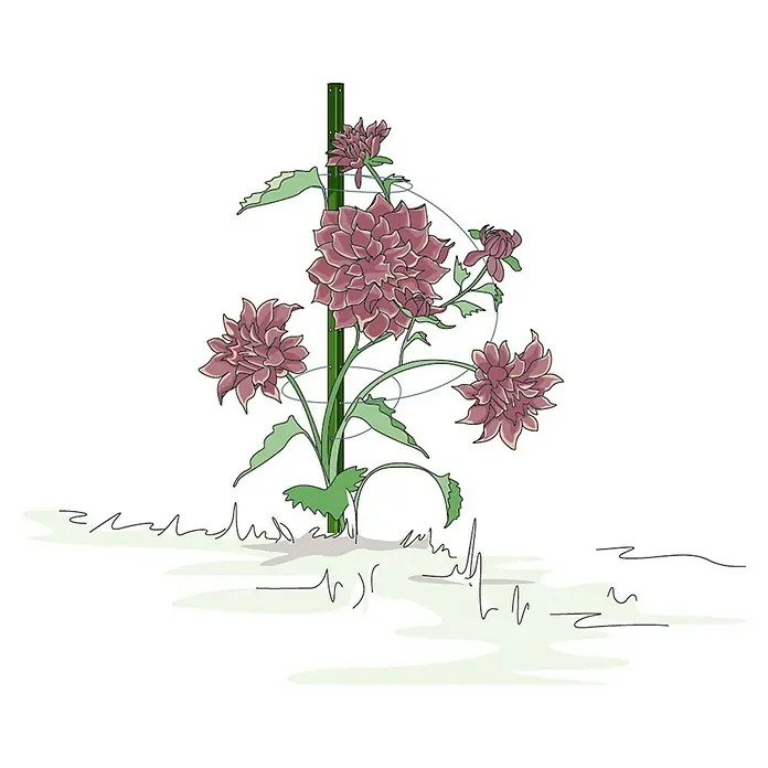 Bellissa Pflanzstab Timo - Länge: 150 cm - Illustration einer Dahlie, die mit einem Stab und spiralförmigen Pflanzenstützen versehen ist. Ein dekoratives Gartenelement für Blumenliebhaber.