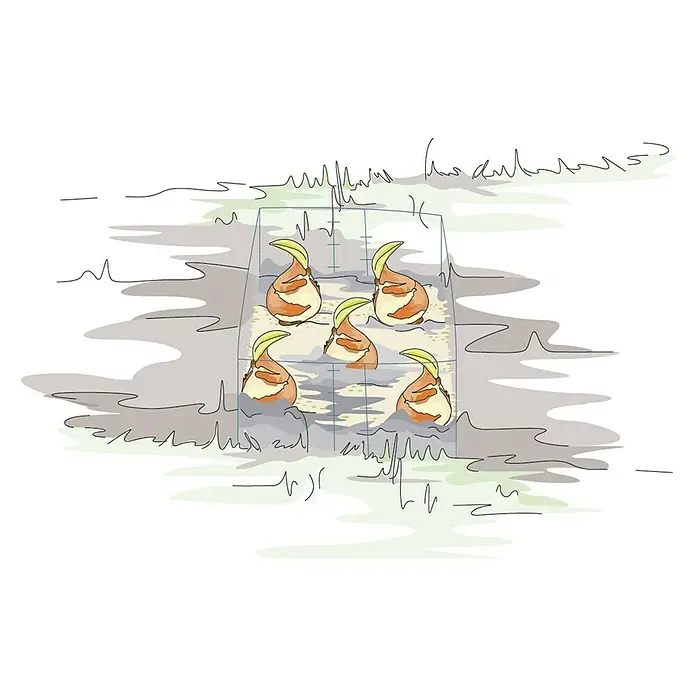 Bellissa Blumenzwiebel-Pflanzschale - 5 Stk., 15 x 15 x 11 cm - Illustration einer quadratischen Gitterbox mit Blumenzwiebeln, die in Erde gepflanzt sind.