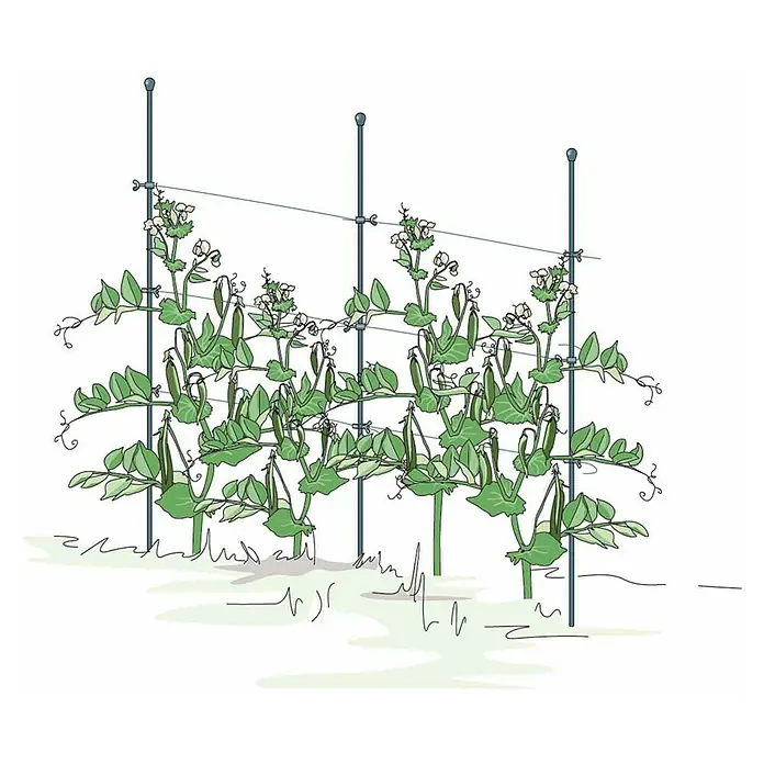 Bellissa Pflanzstab Premium - Länge: 130 cm, Silber - Illustration eines Erbsengitters mit Erbsenpflanzen, die an vertikalen Stützen mit horizontalen Drähten wachsen.