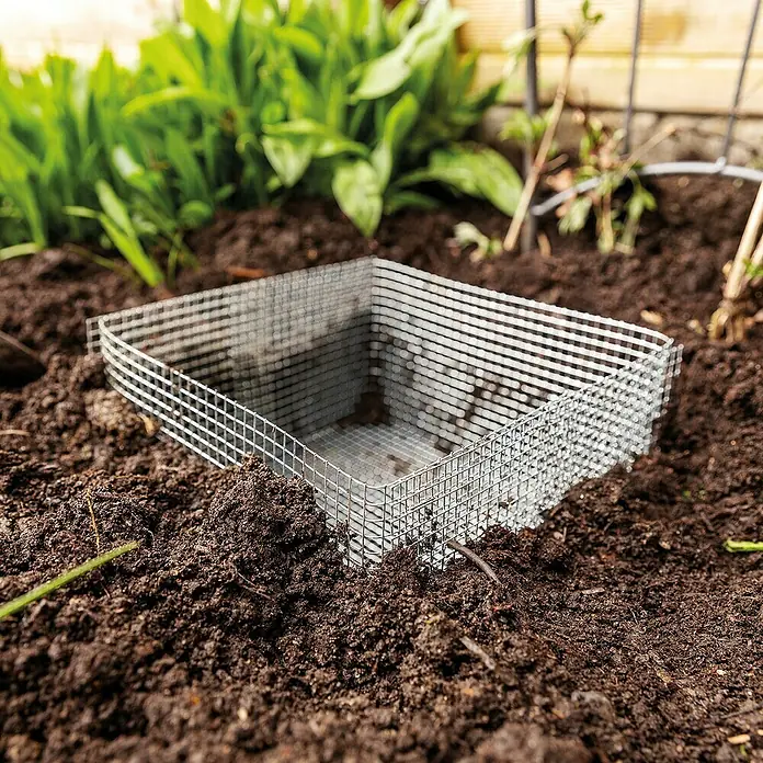 Bellissa Blumenzwiebel-Pflanzschale - 5 Stk., 15 x 15 x 11 cm - Das Bild zeigt einen Drahtkäfig, der als Wurzelschutz im Garten dient. Er ist in die Erde eingesetzt, um junge Pflanzen vor Wühlmäusen zu schützen.