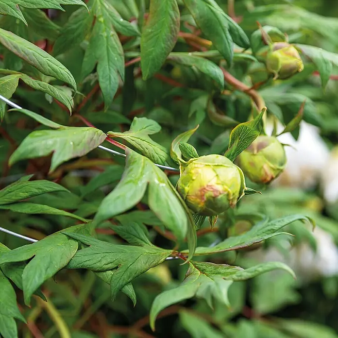 Bellissa Pflanzenstütze - 200 cm, Passend für: Bellissa Pflanzstäbe Timo & Premium - Nahaufnahme von grünen Pfingstrosenknospen mit Blättern. Diese Knospen versprechen eine üppige Blütenpracht in einem Garten oder Blumenarrangement.