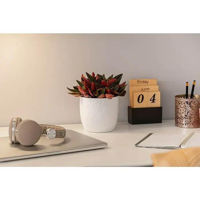 Teelichthalter Industrial - Ø x H: 10 x 10 cm, Grau, Metall - Nahaufnahme eines Schreibtisches mit Zimmerpflanze, Kalender, Kopfhörern und Notizbuch, die eine organisierte und ruhige Arbeitsumgebung zeigen.