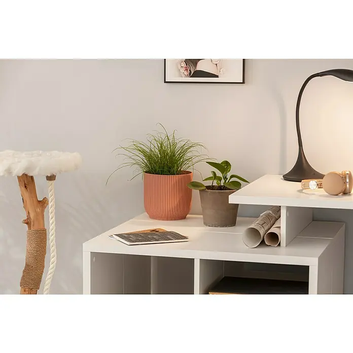 Piardino Katzengras Heimtierfutter - Cyperus zumula, Topfgröße: 12 cm - Nahaufnahme eines weißen Regalwürfels mit Pflanzen, einer Lampe und Kopfhörern, die eine moderne und stilvolle Inneneinrichtung präsentieren.
