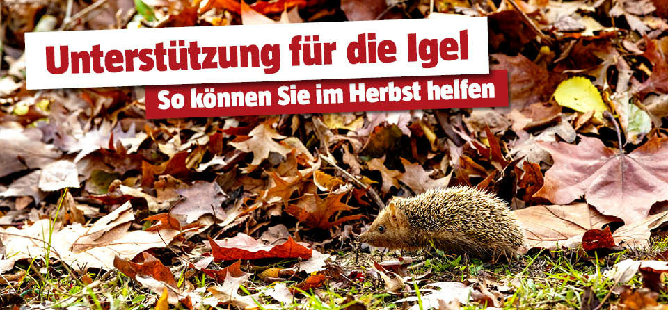 Igel im Herbst