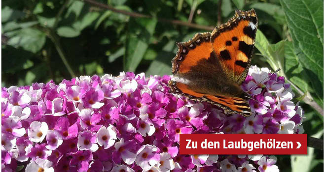 Zu den Laubgehölzern