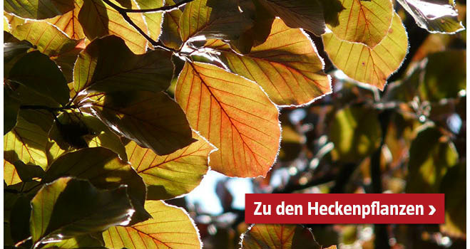 Zu den Heckenpflanzen