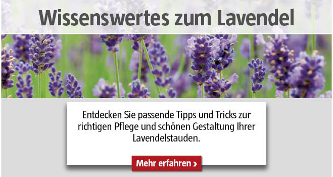 Lavendel