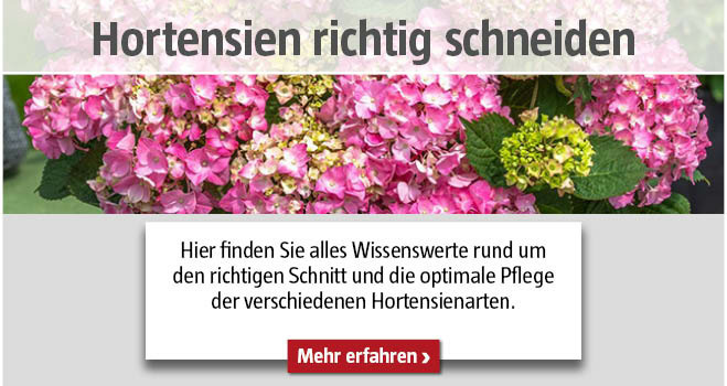 Hortensien