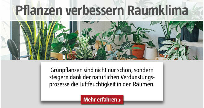 Zimmerpflanzen Raumklima