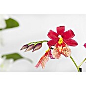 Piardino Orchidee Cambria Nelly Isler