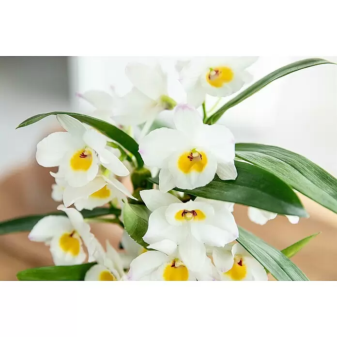 Piardino Dendrobie - Dendrobium nobile, Topfgröße: 12 cm, Weiß - Nahaufnahme weißer Orchideen mit gelben Zentren und grünen Blättern.