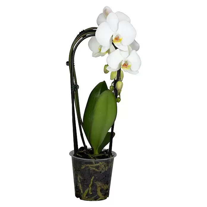Piardino Schmetterlingsorchidee - Phalaenopsis Hybride, Topfgröße: 9 cm, Sortenabhängig, Aufrecht - Weiße Orchideenpflanze mit grünen Blättern, Knospen und dunklen Stützstäben in einem transparenten Topf mit sichtbaren Wurzeln.