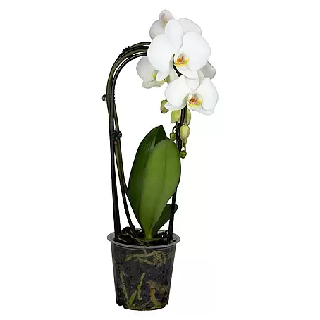 Piardino  Schmetterlingsorchidee