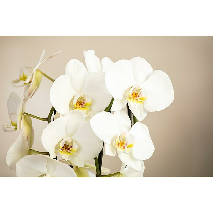 Orchideen 12  i.S. gem. verzweigt