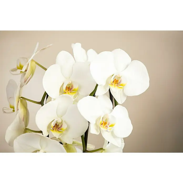 Piardino Schmetterlingsorchidee - Phalaenopsis Hybride, Topfgröße: 9 cm, Sortenabhängig, Aufrecht - Nahaufnahme einer eleganten weißen Orchidee mit gelben Akzenten vor einem neutralen Hintergrund, die ihre zarte Schönheit hervorhebt.