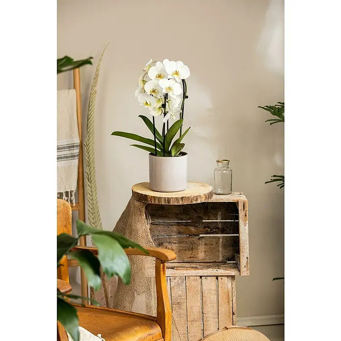 Piardino Schmetterlingsorchidee - Phalaenopsis Hybride, Topfgröße: 9 cm, Sortenabhängig, Aufrecht - Eine Nahaufnahme einer weißen Orchidee im Topf, die auf einer Holzkiste mit einer rustikalen Vase steht.