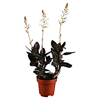 Piardino Juwelorchidee (Ludisia discolor, Topfgröße: 12 cm, Weiß)