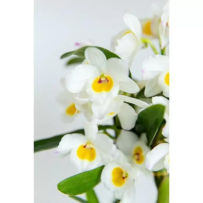 Piardino Dendrobie - Dendrobium nobile, Topfgröße: 12 cm, Weiß - Eine Gruppe weißer Orchideen mit leuchtend gelben Mitten und grünen Blättern.