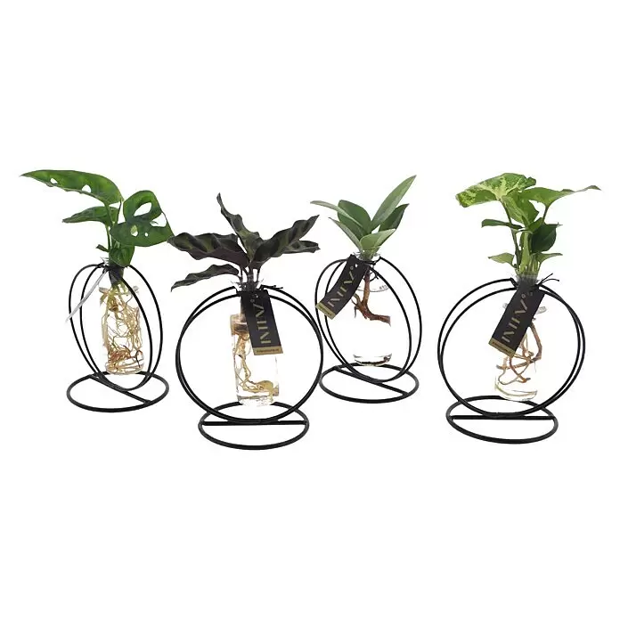 Piardino Zimmerpflanzen-Arrangement Grünpflanze im Glas - Ausführungseigenschaft: 1 x Grünpflanze, 1 x Glasgefäß im runden Metallgestell - Vier kleine Pflanzen in Glasvermehrungsröhrchen mit sichtbaren Wurzeln, jeweils gehalten von einem schwarzen Metallringständer.