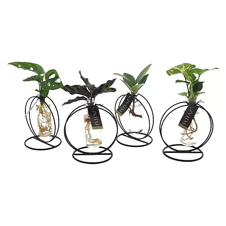 Piardino  Zimmerpflanzen-Arrangement Grünpflanze im Glas