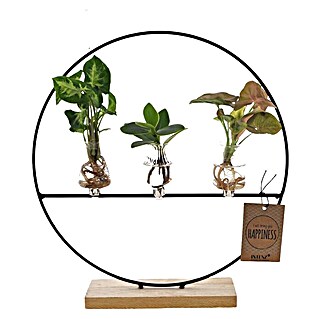 Piardino Zimmerpflanzen-Arrangement Grünpflanze im Glas (3 x Grünpflanze, 3 x Glasgefäß im runden Metallgestell)