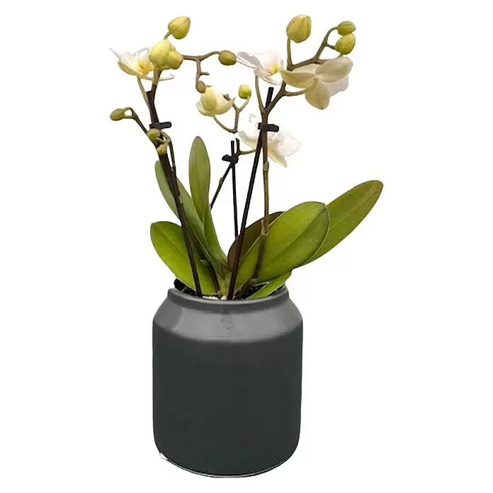 Piardino Schmetterlingsorchidee - Phalaenopsis 'Shape It Dance', Weiß - Getopfte Orchideenpflanze mit hellfarbigen Blüten, Knospen und grünen Blättern in einem dunkelgrauen Zylindertopf.