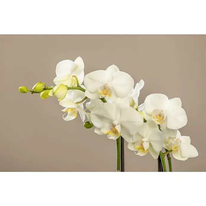 Piardino Schmetterlingsorchidee - Phalaenopsis 'Shape It Dance', Weiß - Nahaufnahme einer eleganten, blühenden weißen Orchidee, die ihre zarten Blütenblätter und filigranen Details vor einem neutralen Hintergrund zeigt.