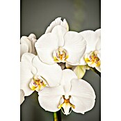 Piardino Schmetterlingsorchidee (Phalaenopsis 'Fontano', Topfgröße: 13 cm, Weiß, Aufrecht) | BAUHAUS