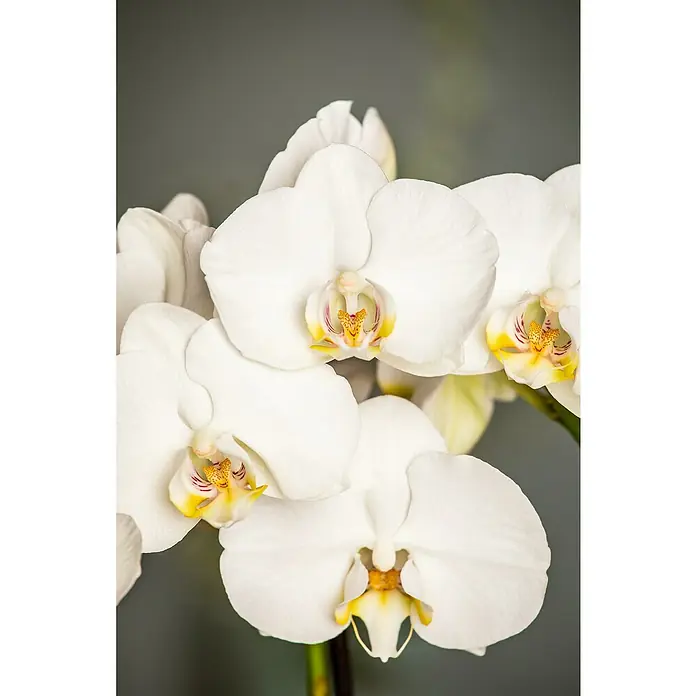 Piardino Schmetterlingsorchidee - Phalaenopsis 'Fontano', Topfgröße: 13 cm, Weiß, Aufrecht - Nahaufnahme von weißen Orchideenblüten, die ihre zarten Blütenblätter und gelb-roten Akzente in der Mitte zeigen.