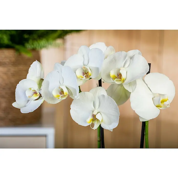 Piardino SchmetterlingsorchideePhalaenopsis 'Fontano', Topfgröße: 13 cm, Weiß, Aufrecht - Nahaufnahme einer Gruppe blühender weißer Orchideen, die ihre zarten Blütenblätter und komplizierten gelben Zentren zeigen.