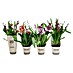 Piardino Orchidee 
