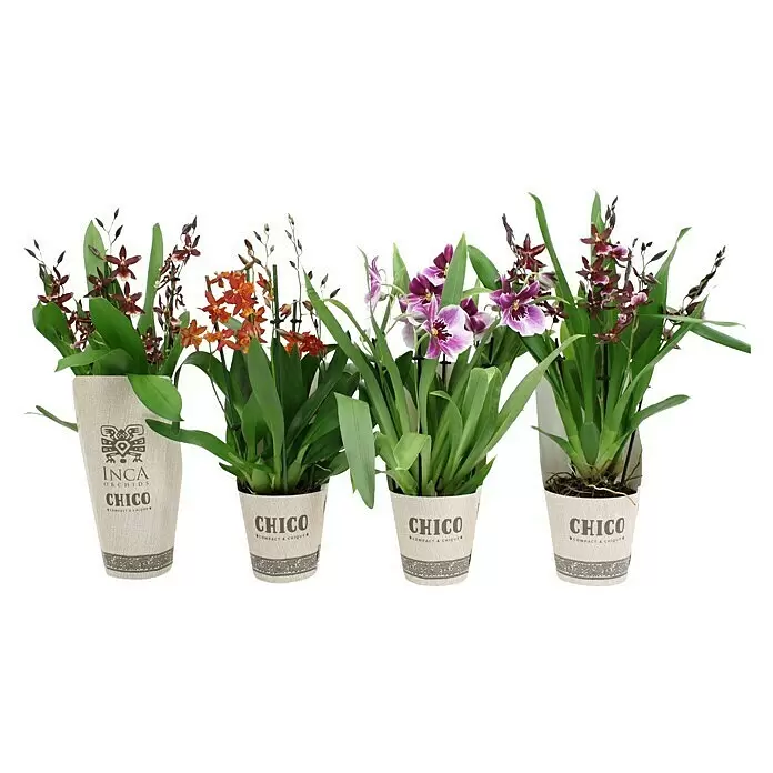Piardino Orchidee - in Sorten gemischt, Topfgröße: 12 cm, Anzahl Triebe: 4 Stk. - 5 Stk., Aufrecht - Vier Topf-Orchideen mit burgunderroten, orangen und violetten Blüten in beigen Stofftöpfen.