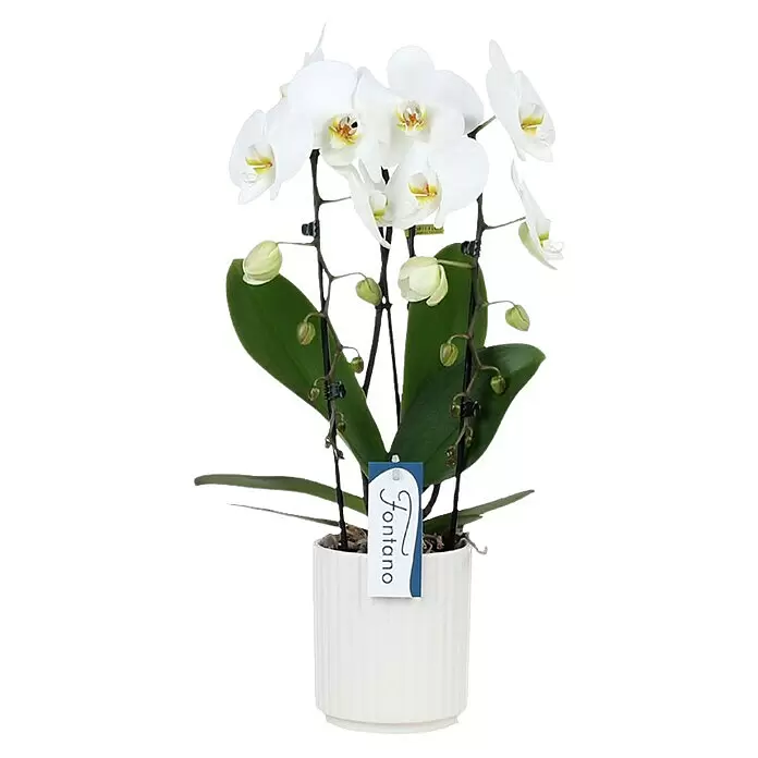 Piardino Schmetterlingsorchidee - Phalaenopsis 'Fontano', Topfgröße: 13 cm, Weiß, Aufrecht - Weiße Orchideenpflanze mit grünen Blättern und mehreren Blüten in einem weißen gerippten Topf.