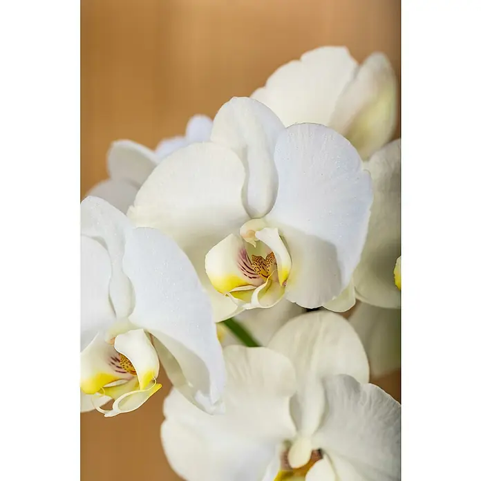Piardino SchmetterlingsorchideePhalaenopsis 'Fontano', Topfgröße: 13 cm, Weiß, Aufrecht - Nahaufnahme einer Gruppe von weißen Orchideenblüten mit gelben und roten Akzenten vor einem braunen Hintergrund.